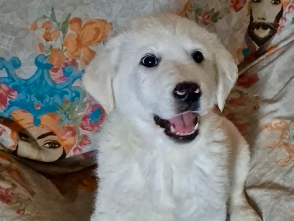 Adotta un cane, maschio, 3 mesi, Potenza