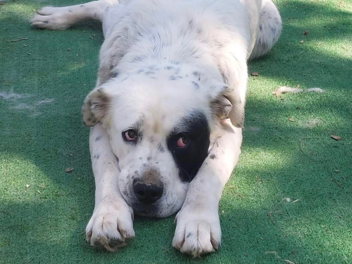 Adotta il cane Yuyu a Savona