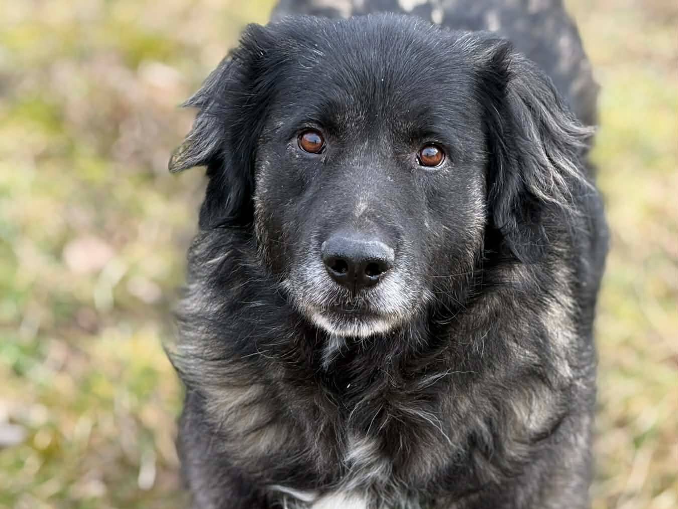 Adozione cane, maschio, Razza sconosciuta Razza sconosciuta, 7 anni, taglia gigante, Firenze