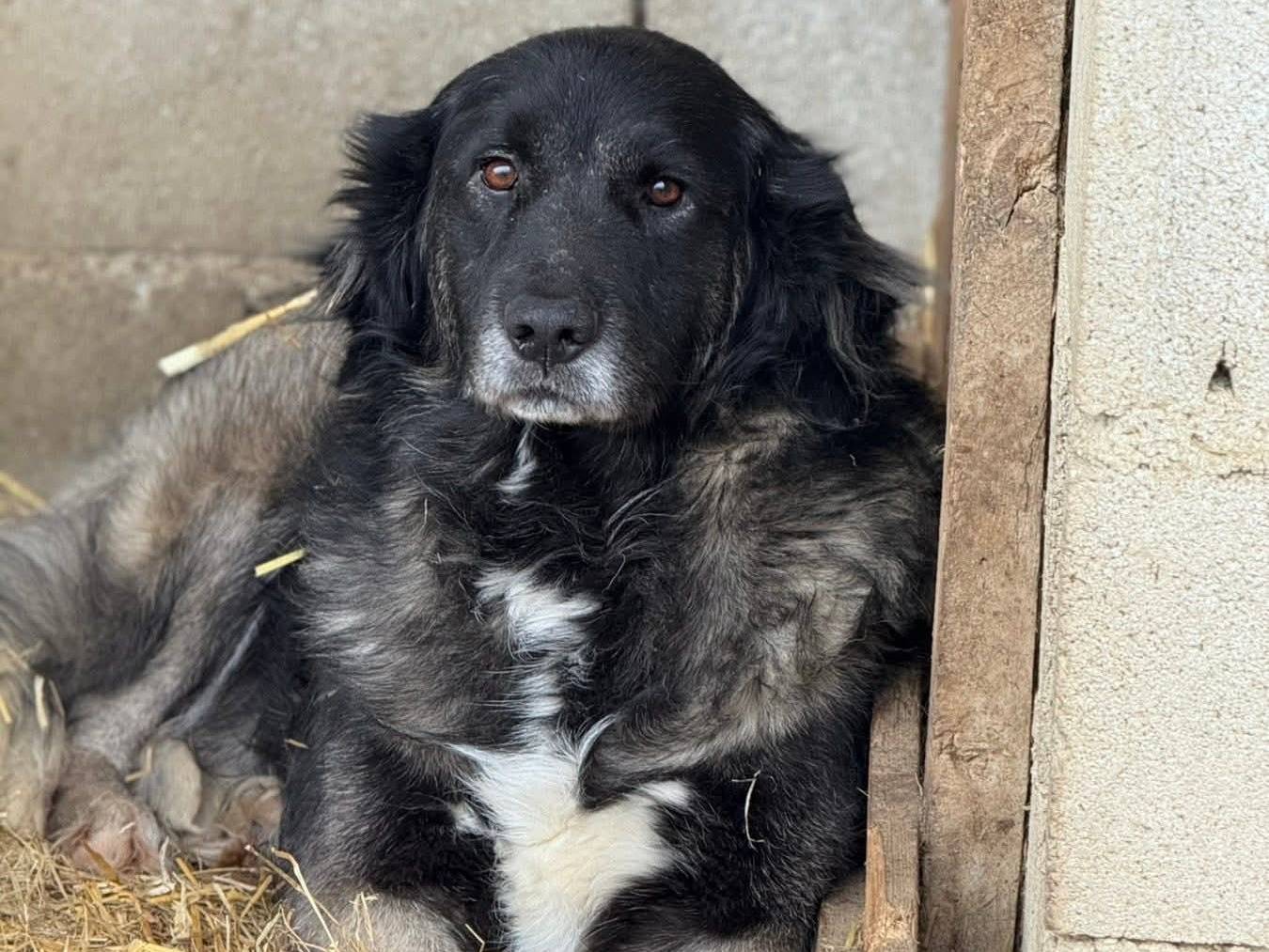 Adotta un cane, maschio, 7 anni, Firenze