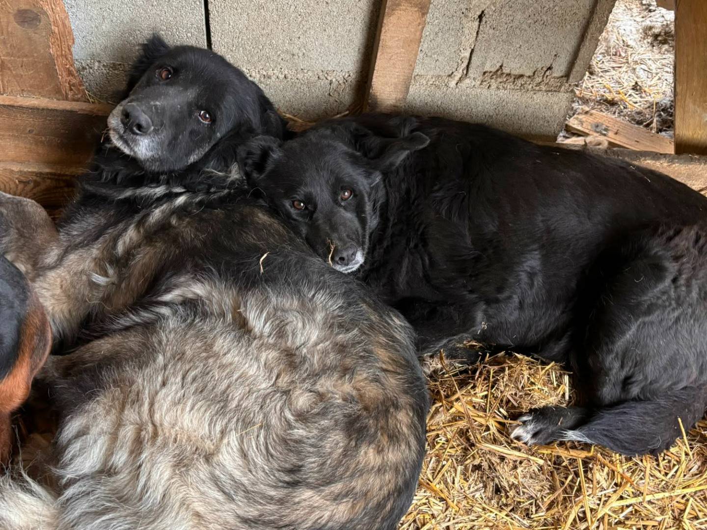 Adotta un cane, taglia gigante, maschio, Firenze