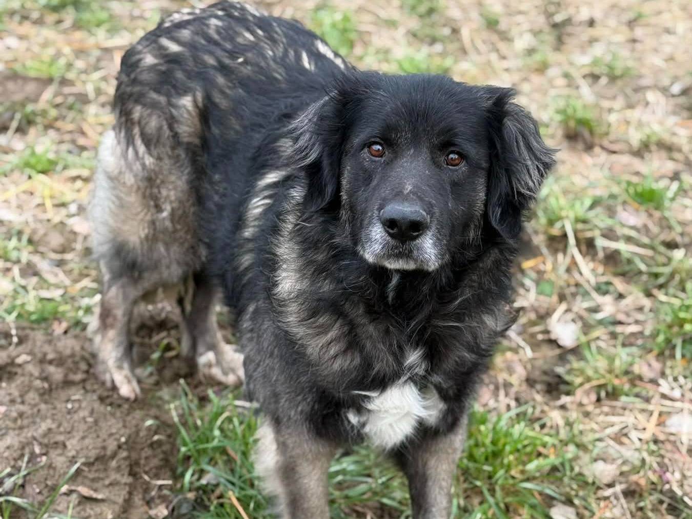 Vuoi adottare un cane a Firenze?