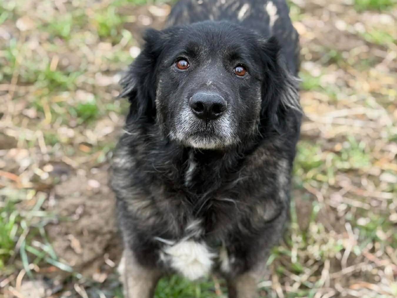 Adotta il cane MAVI a Firenze