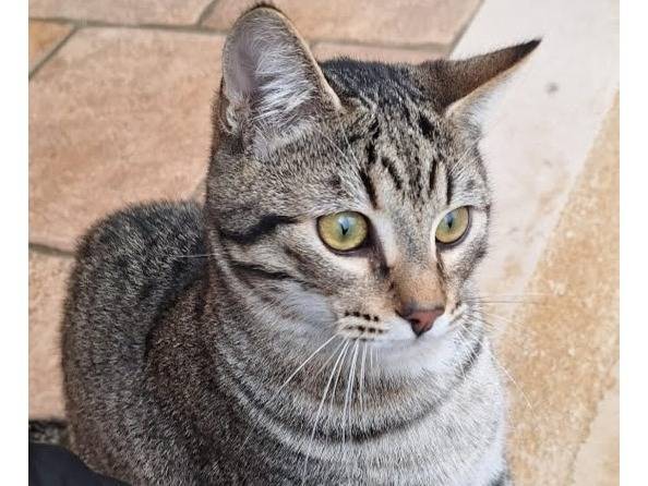 Vuoi adottare un gatto a Genova?