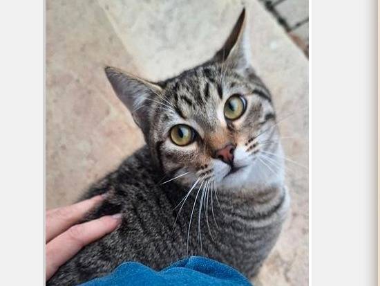 Adotta il gatto LIME a Genova