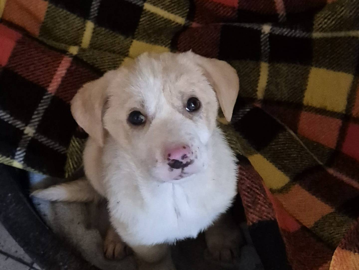 Adotta un cane, femmina, 3 mesi, Potenza