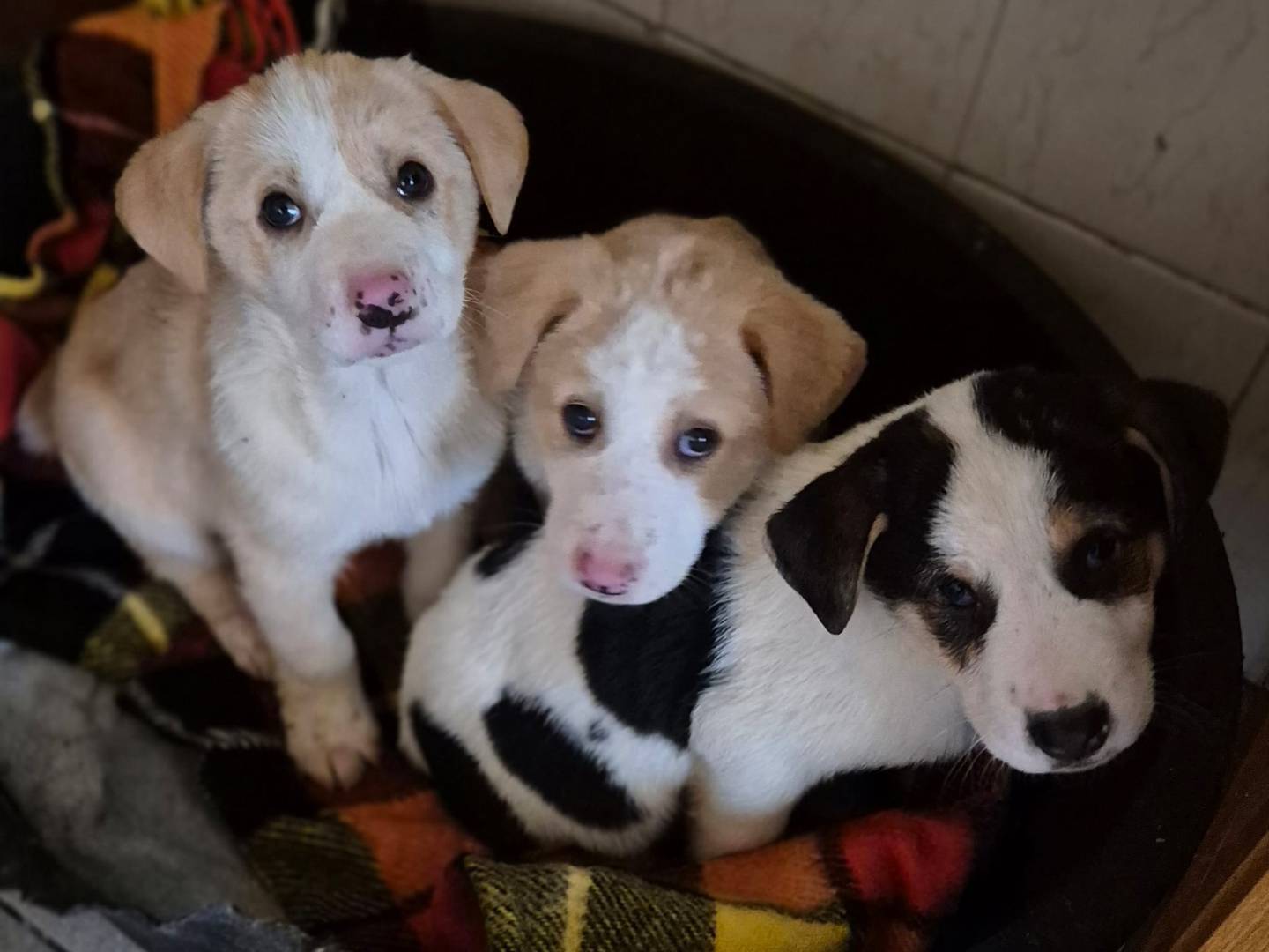 Adotta un cane, taglia media, femmina, Potenza