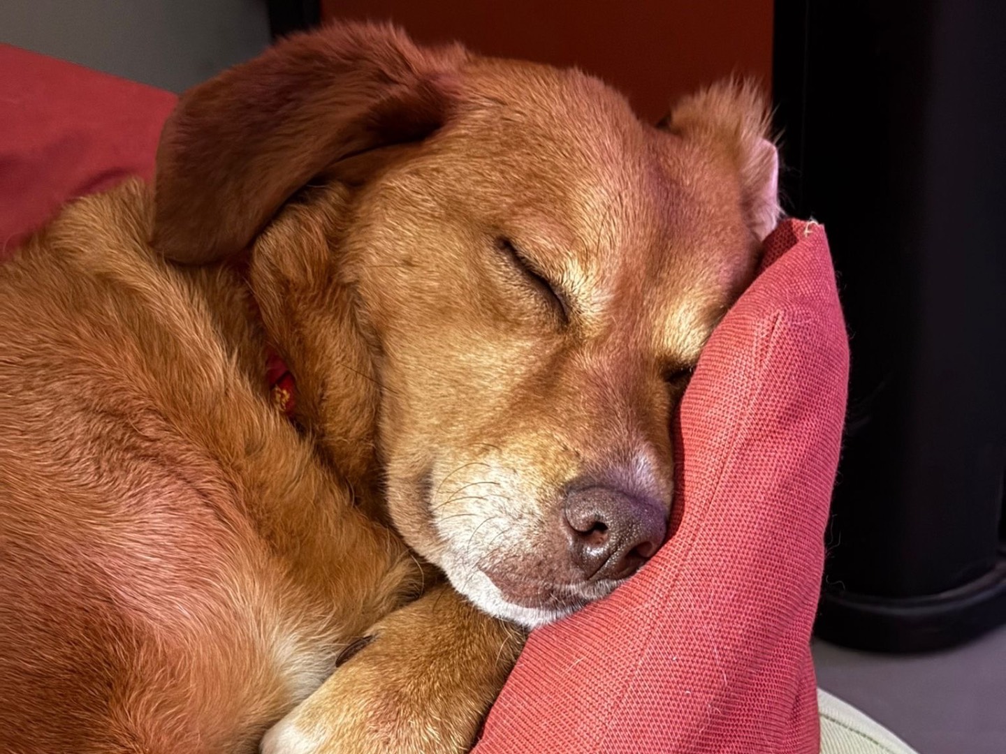 Adozione cane, femmina, Razza sconosciuta Razza sconosciuta, 6 anni e 7 mesi, taglia media, Salerno