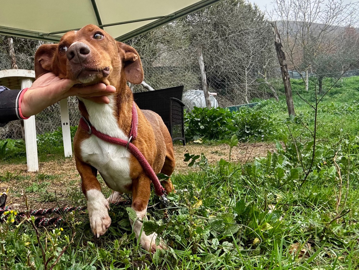 Adozione cane, maschio, Bassotto Razza sconosciuta, 1 anno e 1 mese, taglia media contenuta, Salerno