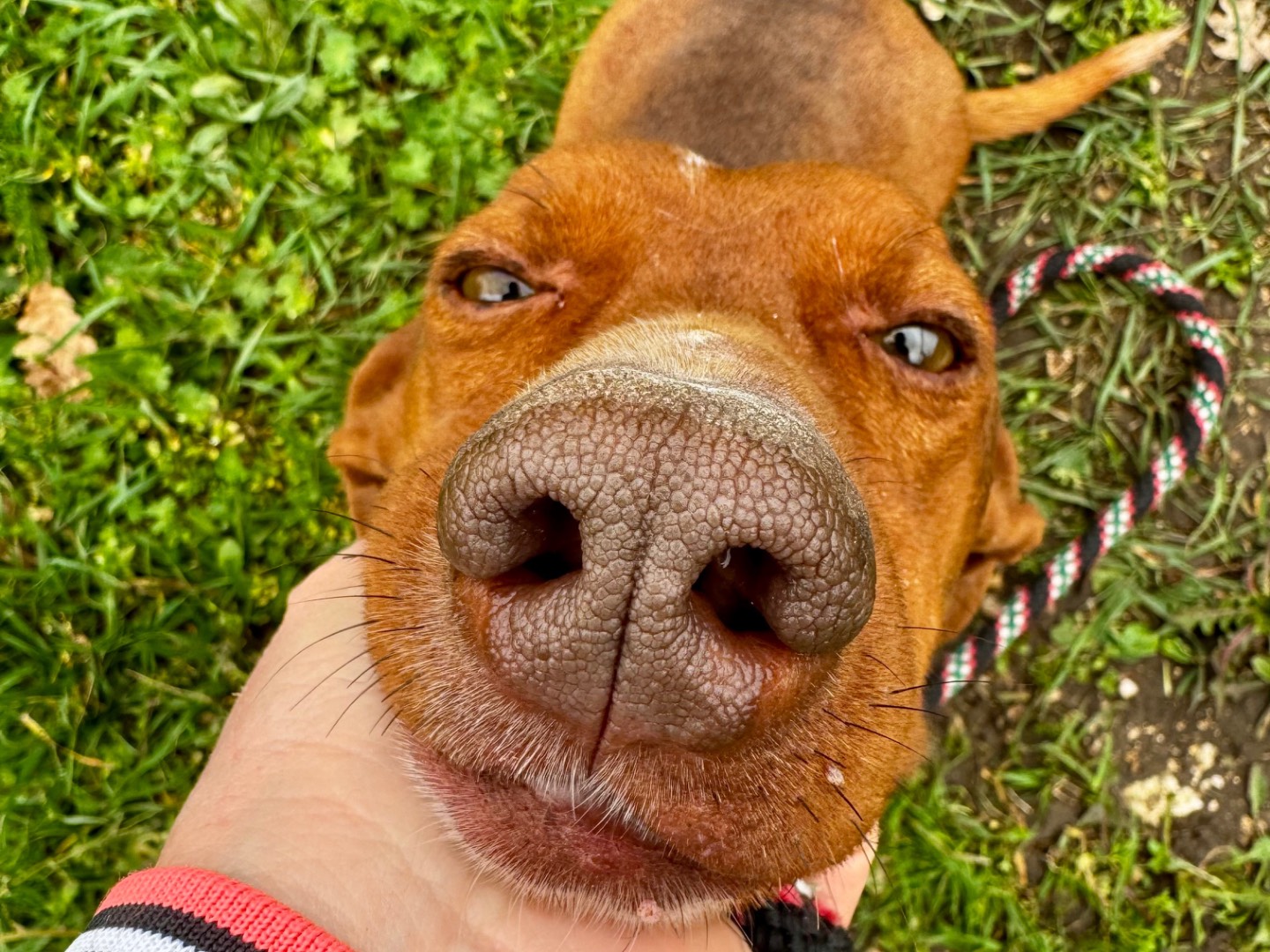 Adotta un cane, maschio, 1 anno e 1 mese, Salerno