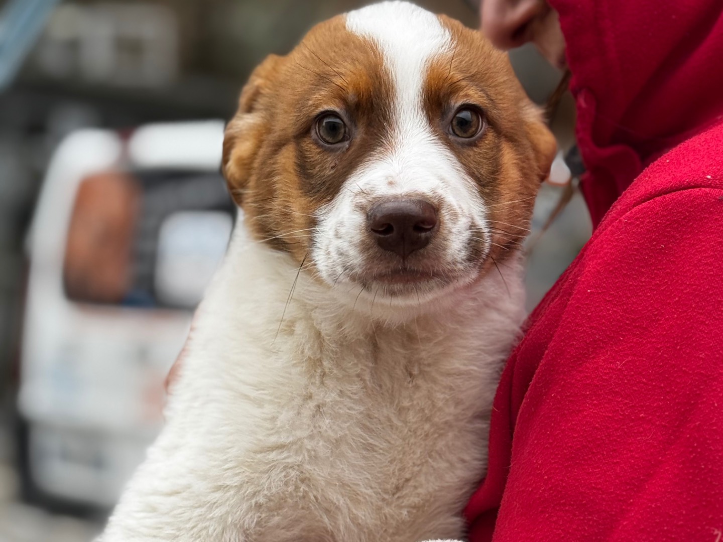 Adozione cane, maschio, Razza sconosciuta Razza sconosciuta, 3 mesi, taglia grande, Salerno