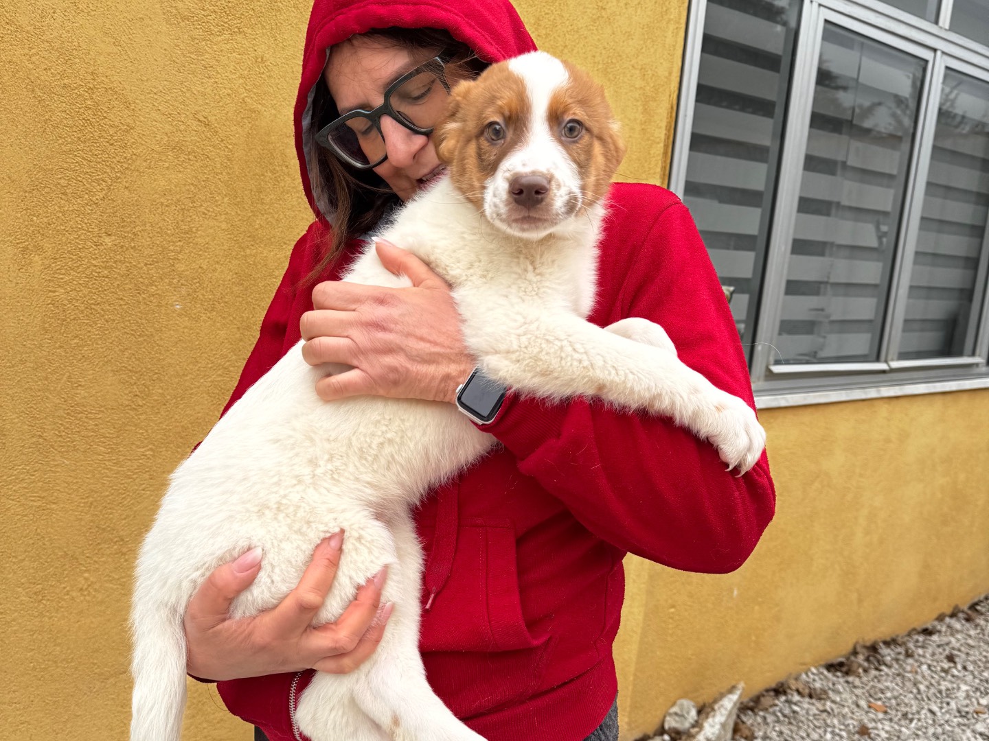 Adotta un cane, maschio, 3 mesi, Salerno