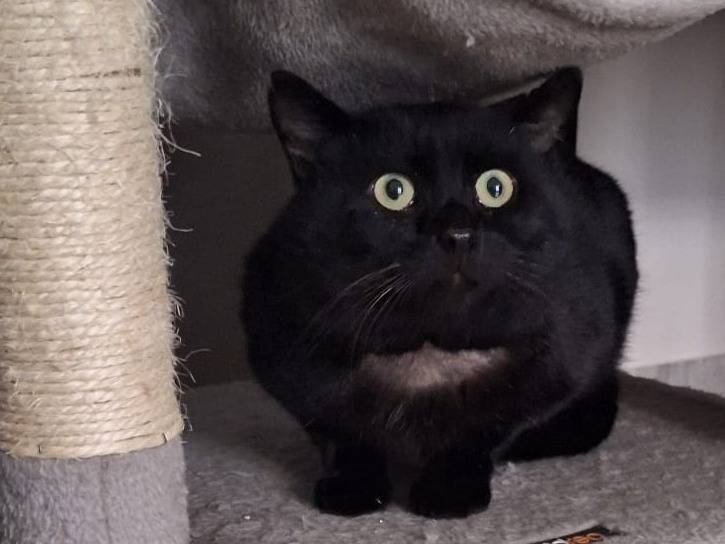 Vuoi adottare un gatto a Genova?