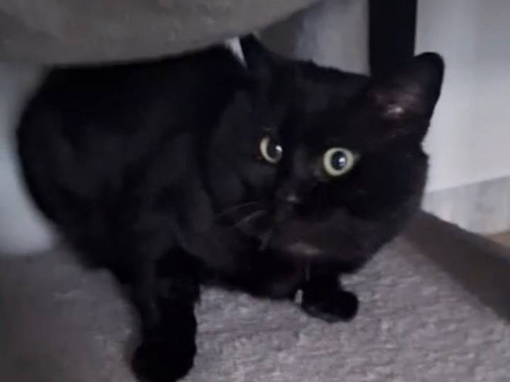 Adotta il gatto Momo a Genova