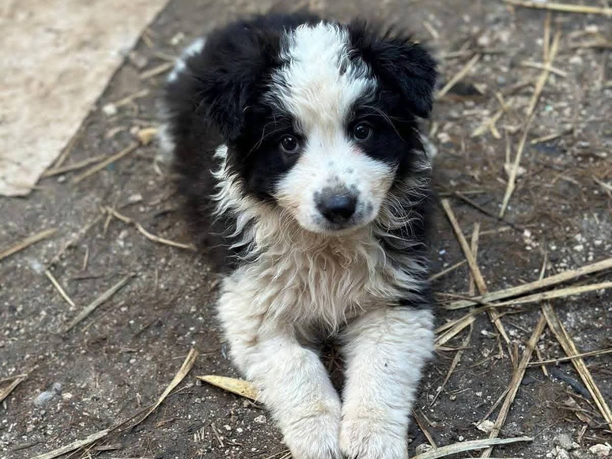Adozione cane, femmina, Razza sconosciuta Razza sconosciuta, 2 mesi, taglia media, Frosinone
