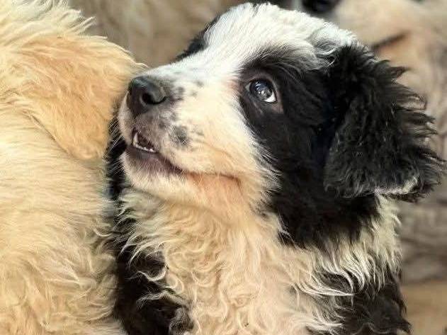 Adotta un cane, femmina, 2 mesi, Frosinone