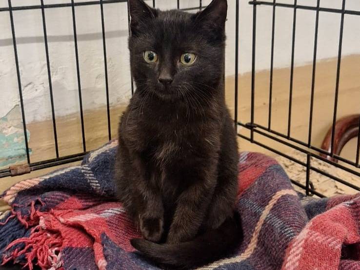 Adozione gatto, maschio, Razza sconosciuta Razza sconosciuta, 7 mesi, taglia non valida, Parma