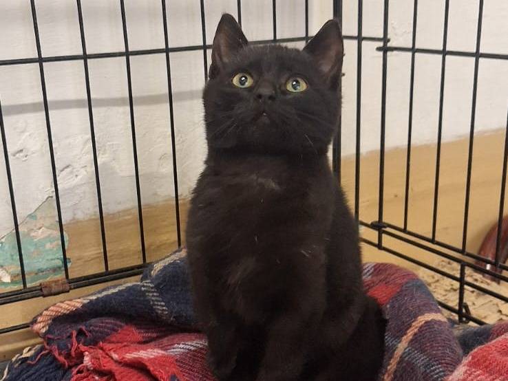 Adotta un gatto, maschio, 7 mesi, Parma