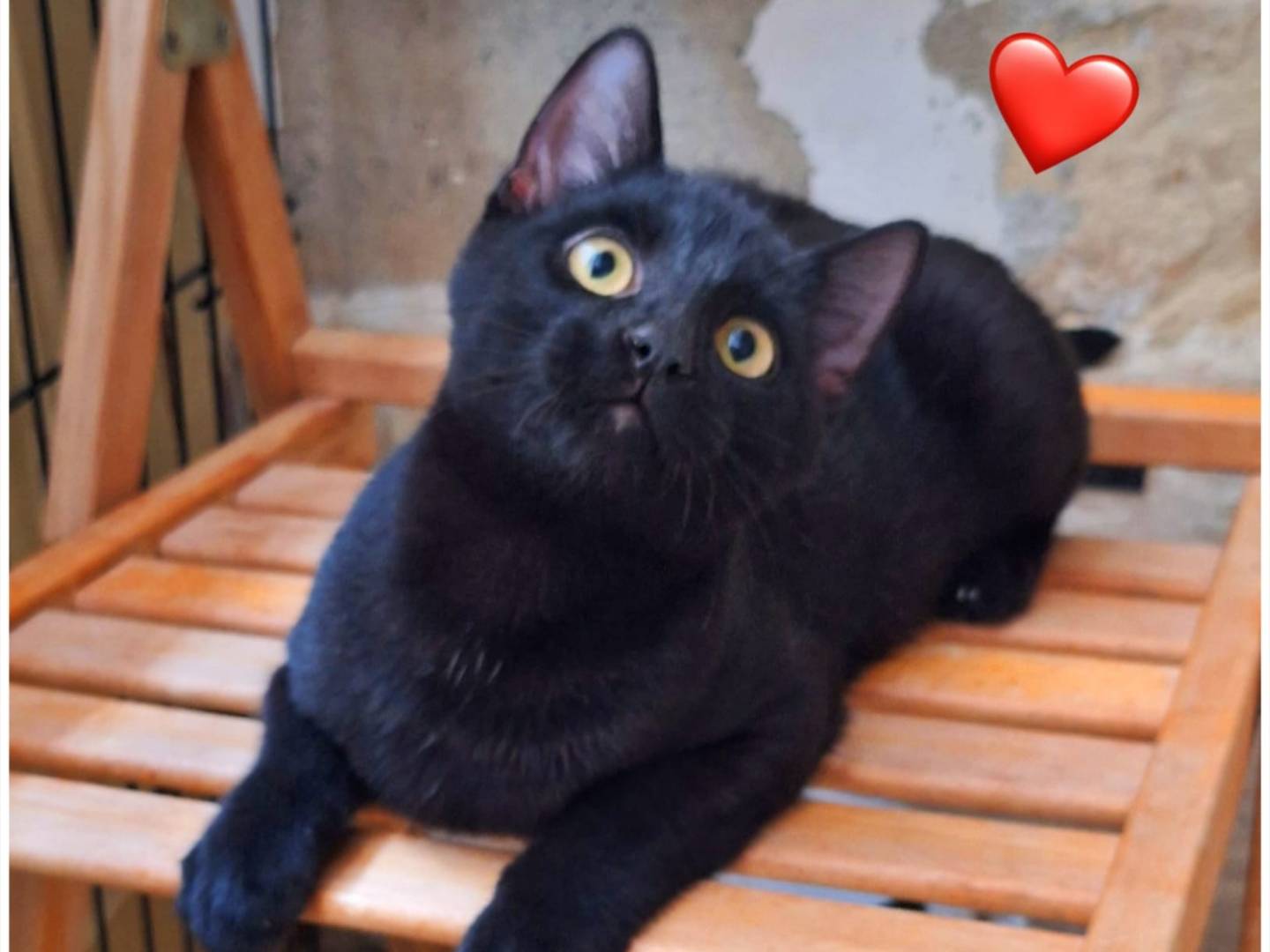 Vuoi adottare un gatto a Parma?