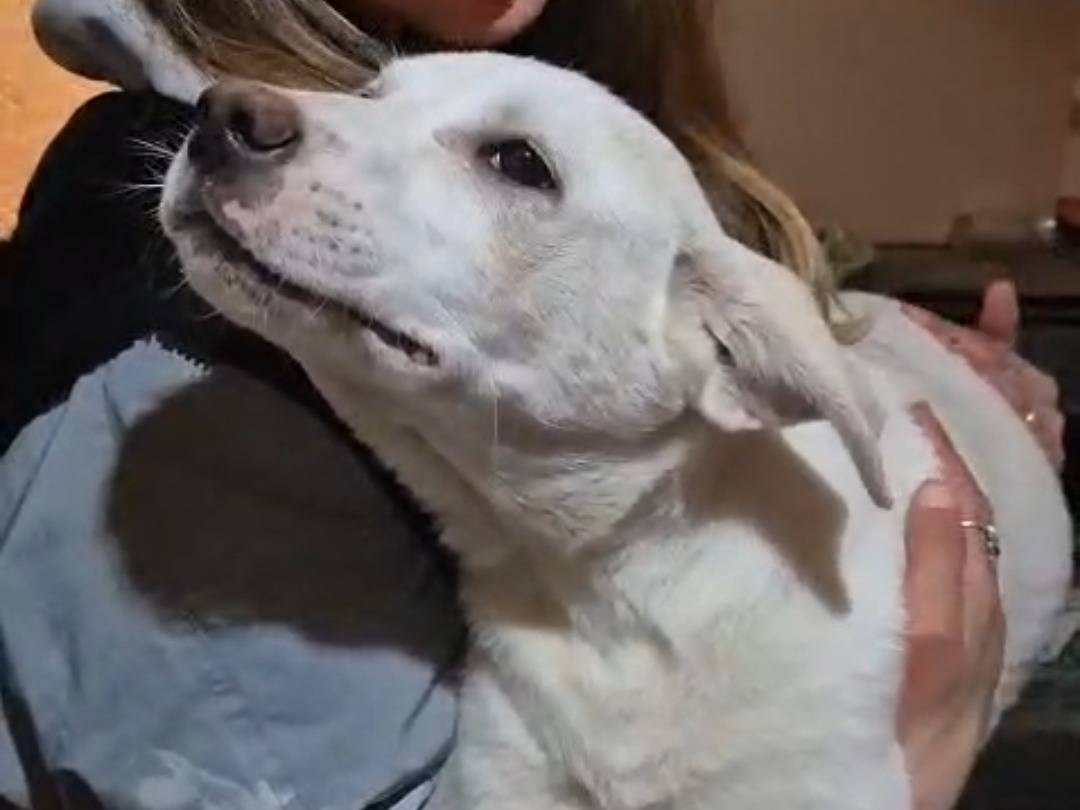 Adozione cane, femmina, Razza sconosciuta Razza sconosciuta, 5 mesi, taglia media contenuta, Reggio