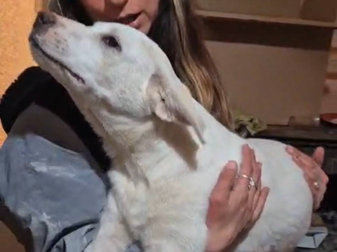 Adotta un cane, femmina, 5 mesi, Reggio