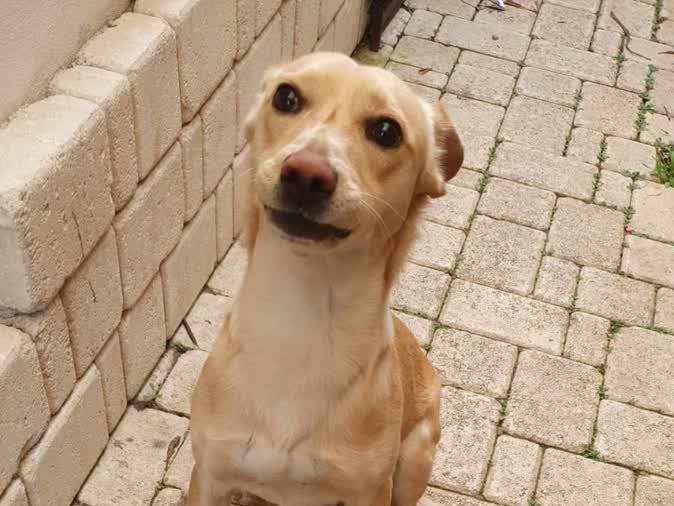 Adotta il cane ROCKY a Padova