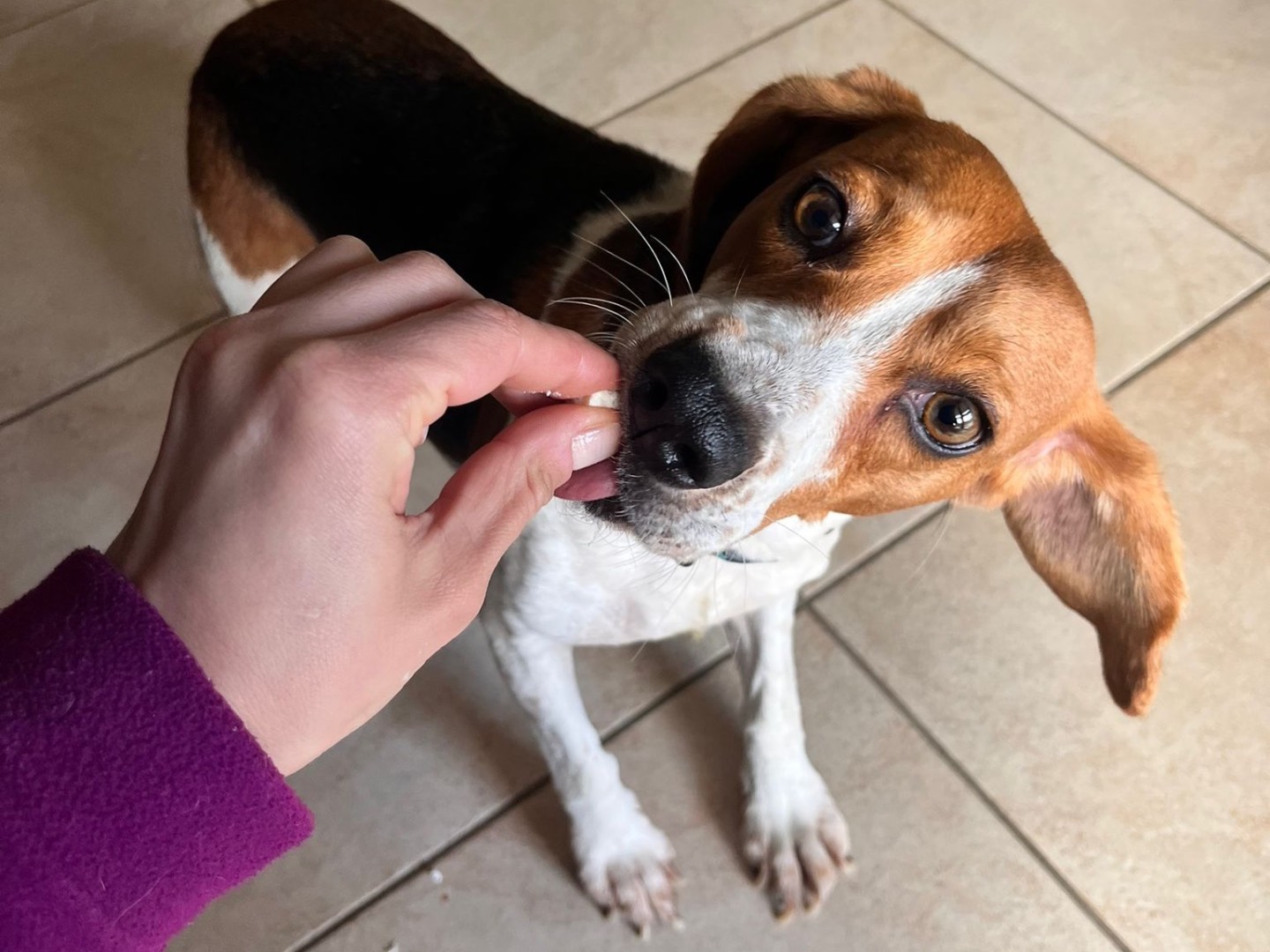 Adotta un cane, taglia media contenuta, femmina, Trento