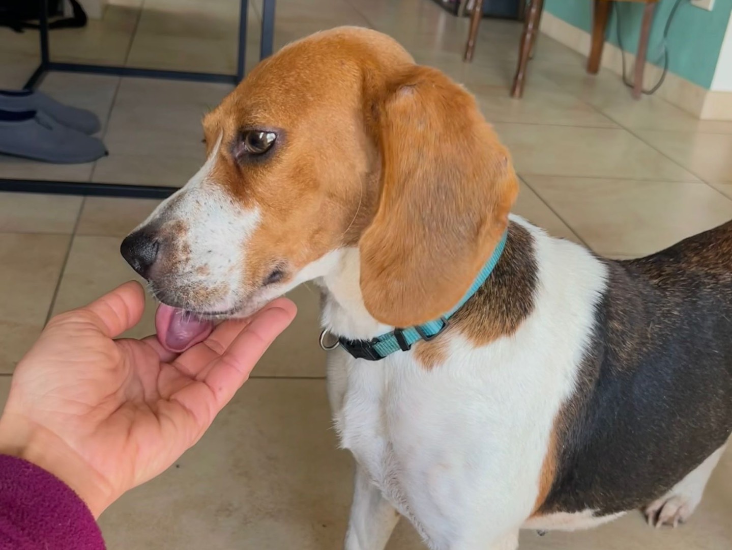 Vuoi adottare un cane a Trento?