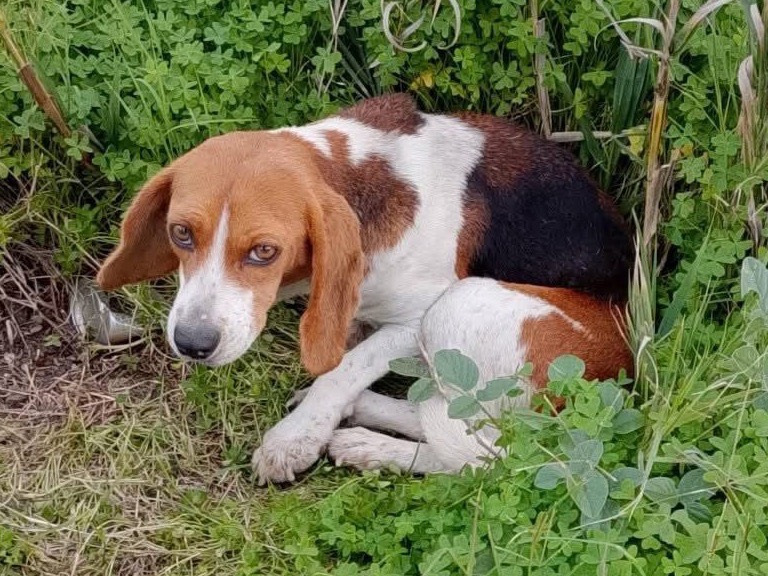 Adotta il cane Nikita a Trento