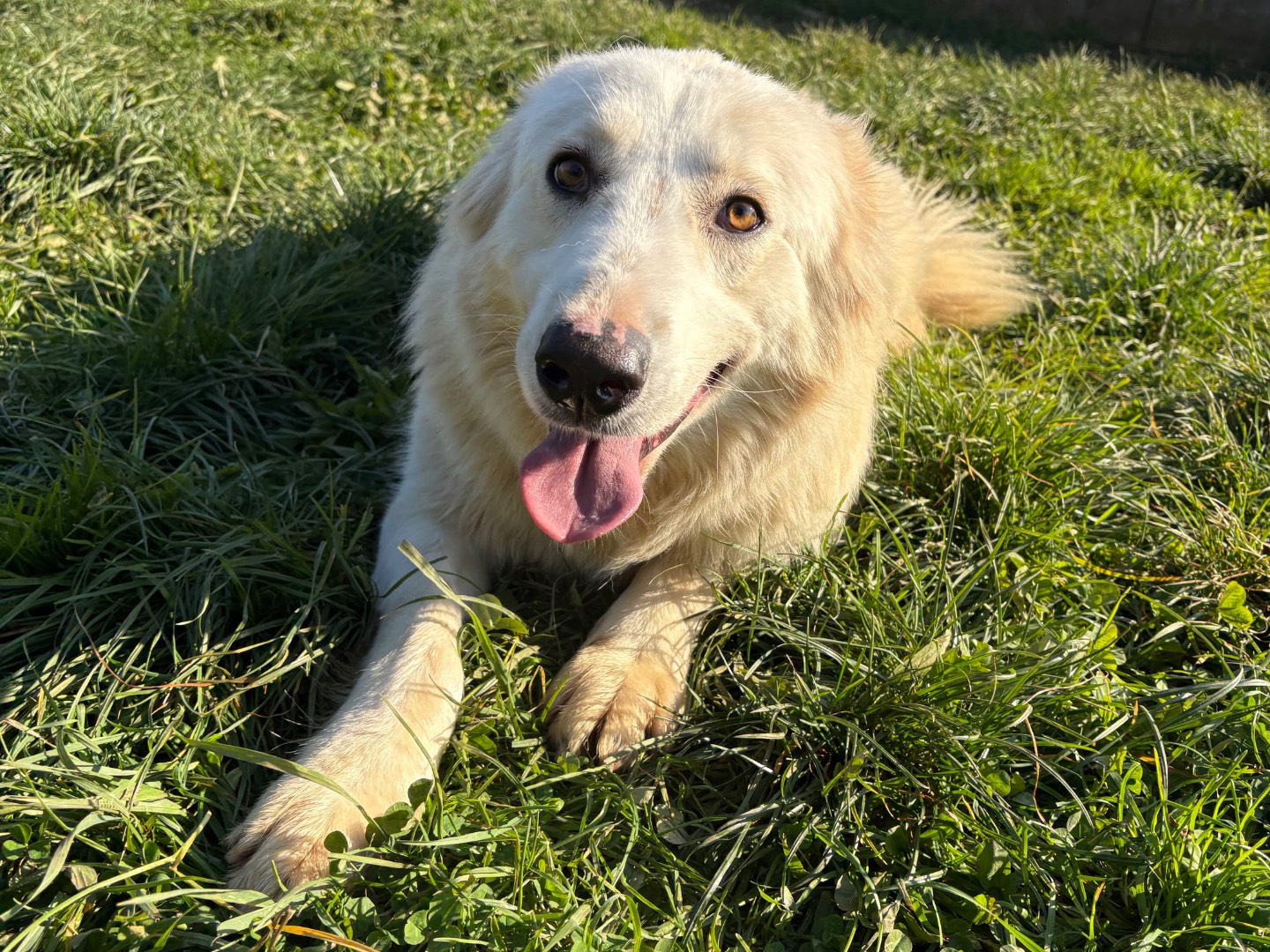 Adotta un cane, femmina, 1 anno e 11 mesi, Frosinone
