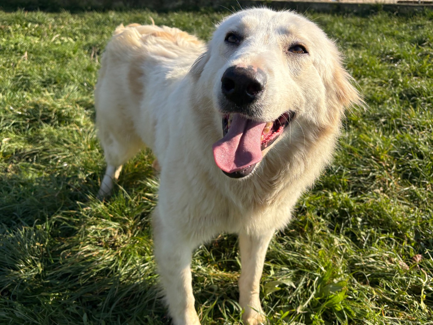 Adotta il cane Susy a Frosinone