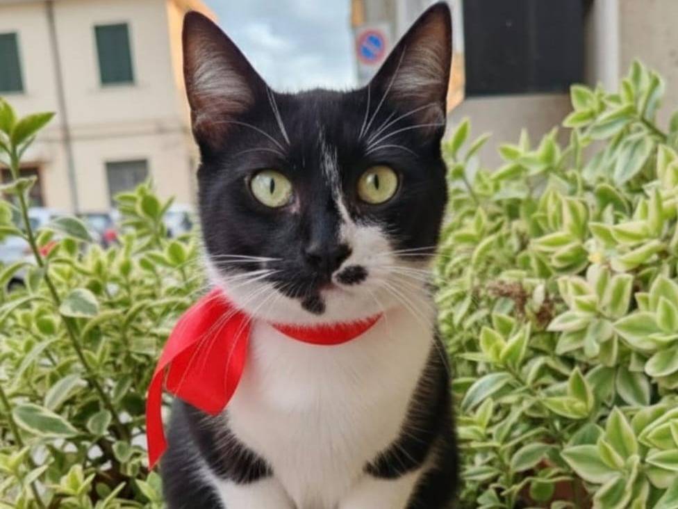 Adotta un gatto, maschio, 5 mesi, Modena