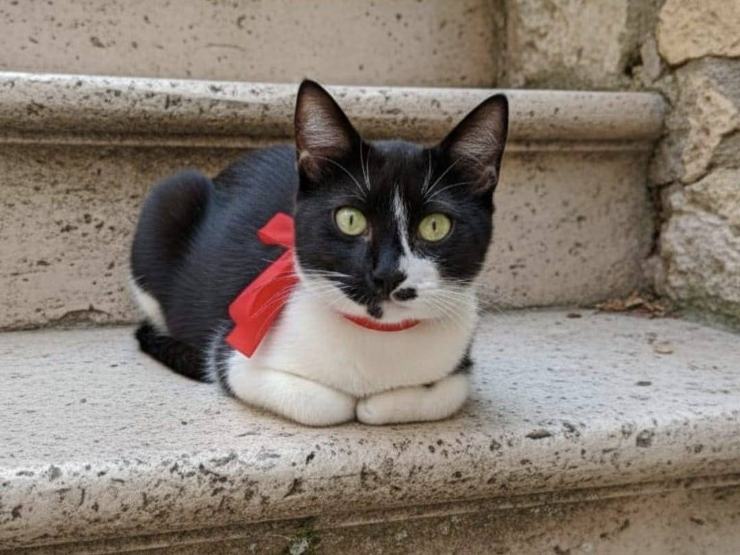 Adotta un gatto, taglia non valida, maschio, Modena