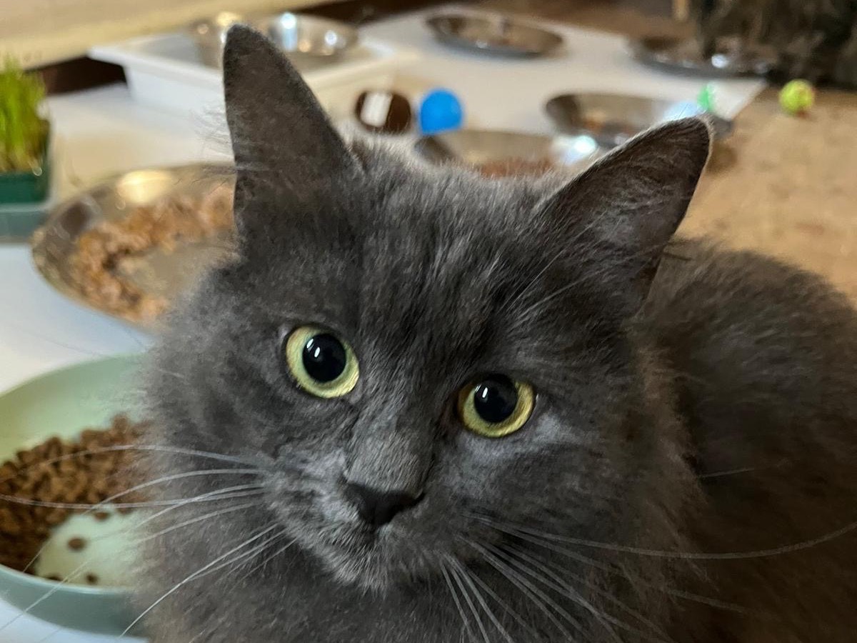 Adotta un gatto, femmina, 1 anno e 1 mese, Padova