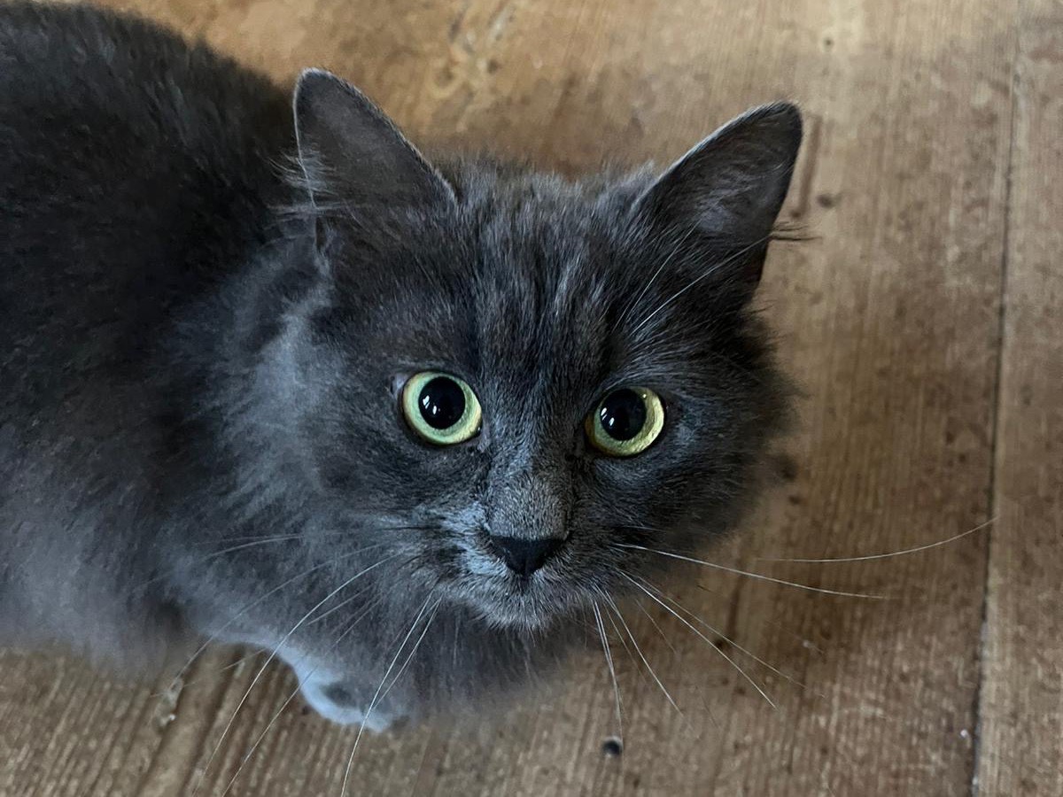 Adotta un gatto, taglia non valida, femmina, Padova