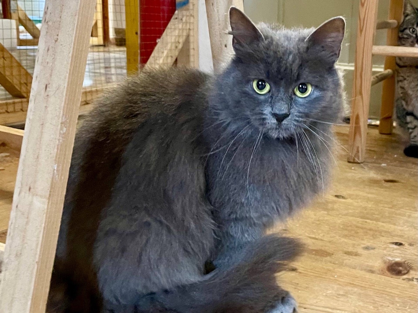 Vuoi adottare un gatto a Padova?