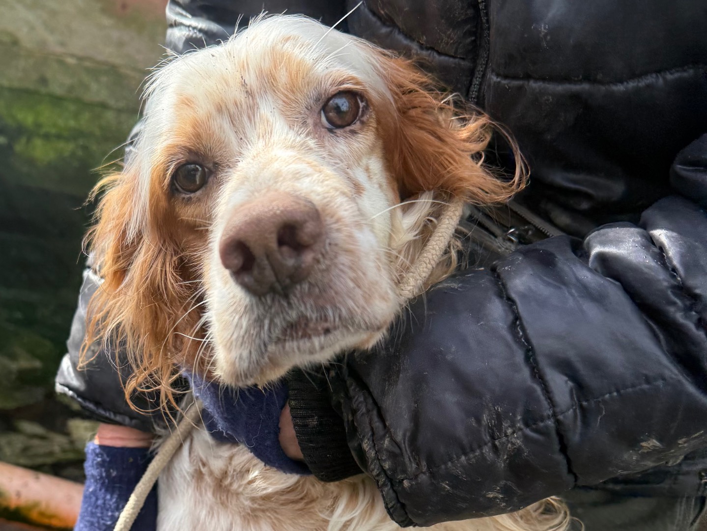 Adozione cane, maschio, Setter Inglese Razza sconosciuta, 5 anni e 10 mesi, taglia media, Viterbo