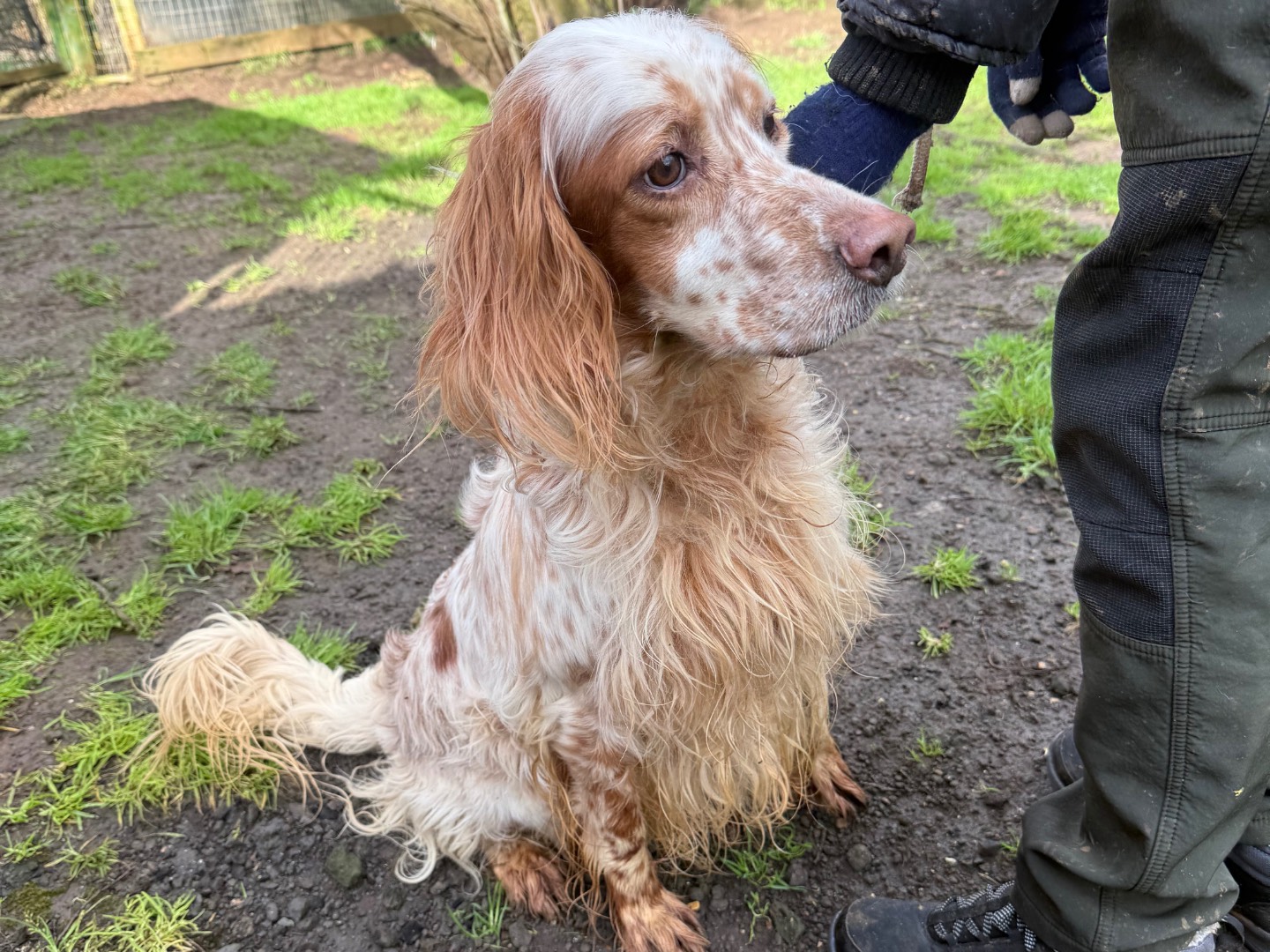 Adotta un cane, maschio, 5 anni e 10 mesi, Viterbo