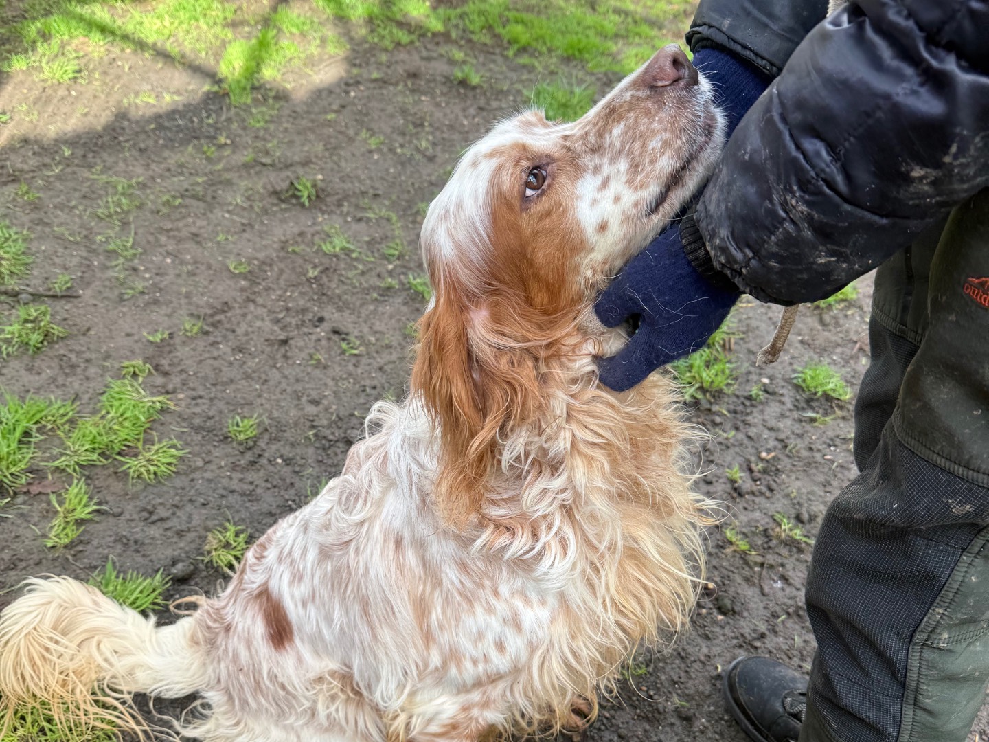 Adotta un cane, taglia media, maschio, Viterbo
