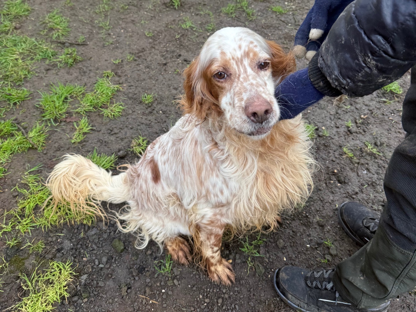 Vuoi adottare un cane a Viterbo?