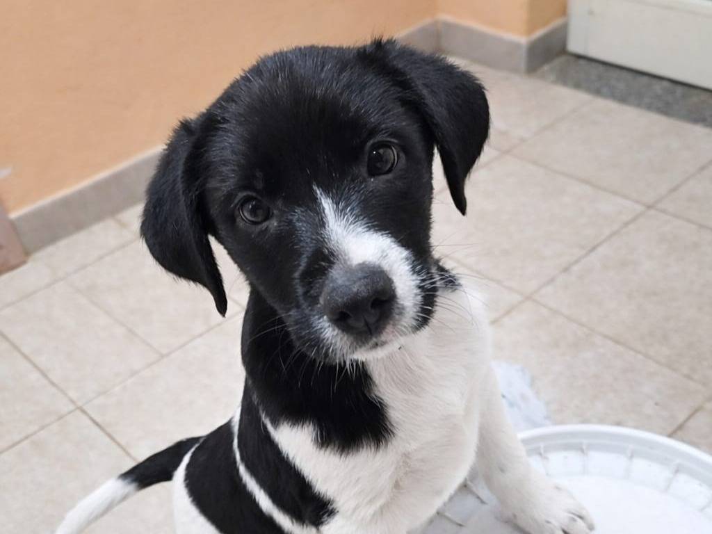 Adozione cane, maschio, Razza sconosciuta Razza sconosciuta, 3 mesi, taglia media contenuta, Cagliari