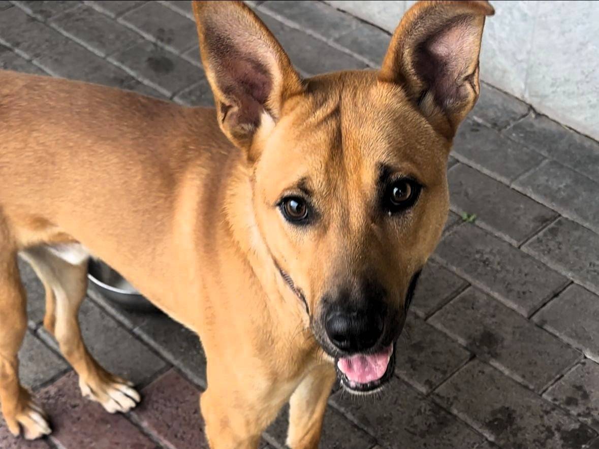 Adotta il cane SIMBA a Milano