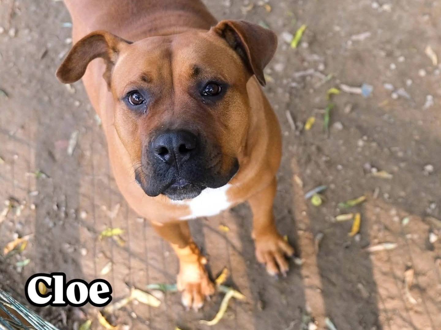 Adozione cane, femmina, Razza sconosciuta Razza sconosciuta, 3 anni e 4 mesi, taglia gigante, Torino