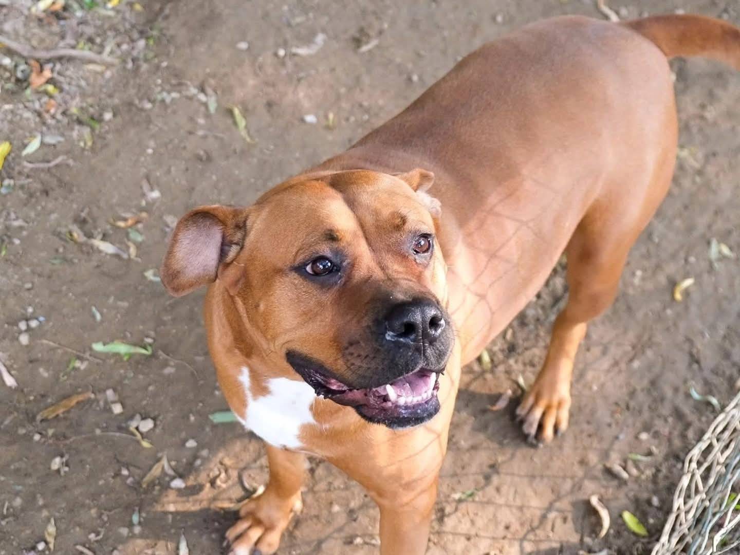 Adotta un cane, femmina, 3 anni e 4 mesi, Torino