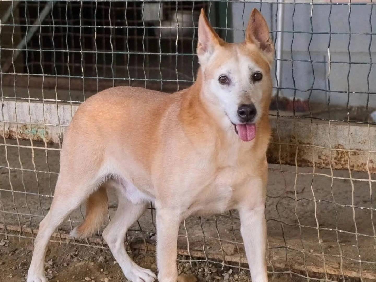 Adozione cane, maschio, Razza sconosciuta Razza sconosciuta, 10 anni e 6 mesi, taglia media, Torino