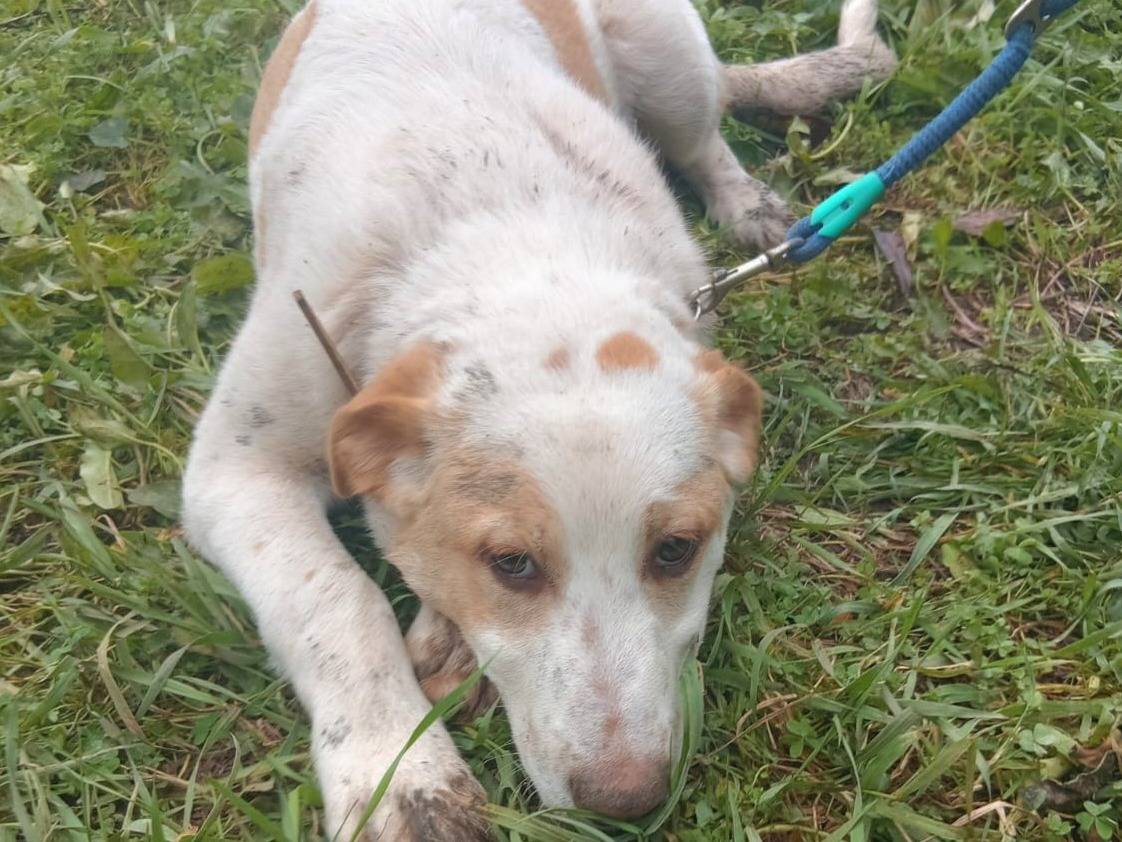 Adozione cane, maschio, Razza sconosciuta Razza sconosciuta, 5 mesi, taglia media, Varese