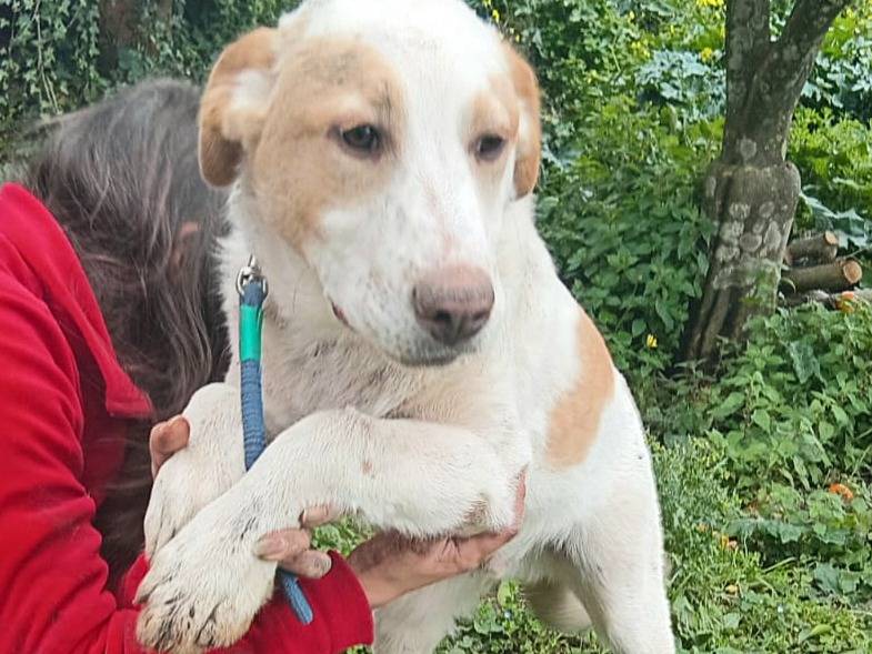 Adotta un cane, maschio, 5 mesi, Varese