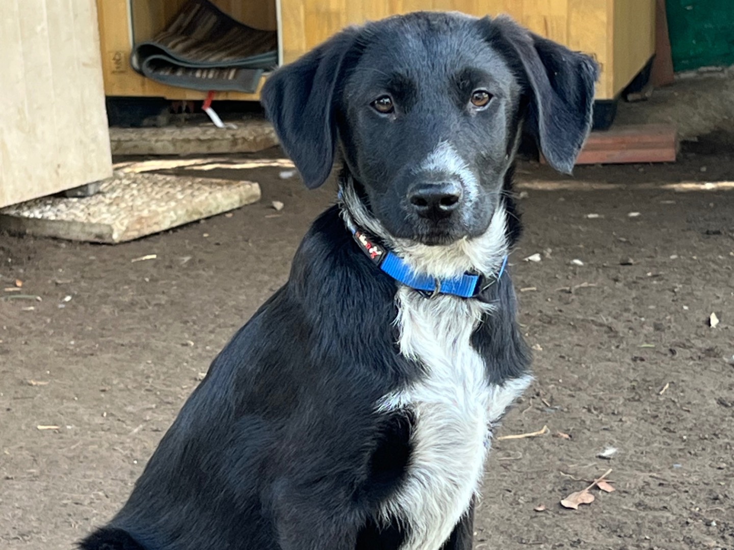 Adotta un cane, maschio, 3 mesi, Roma
