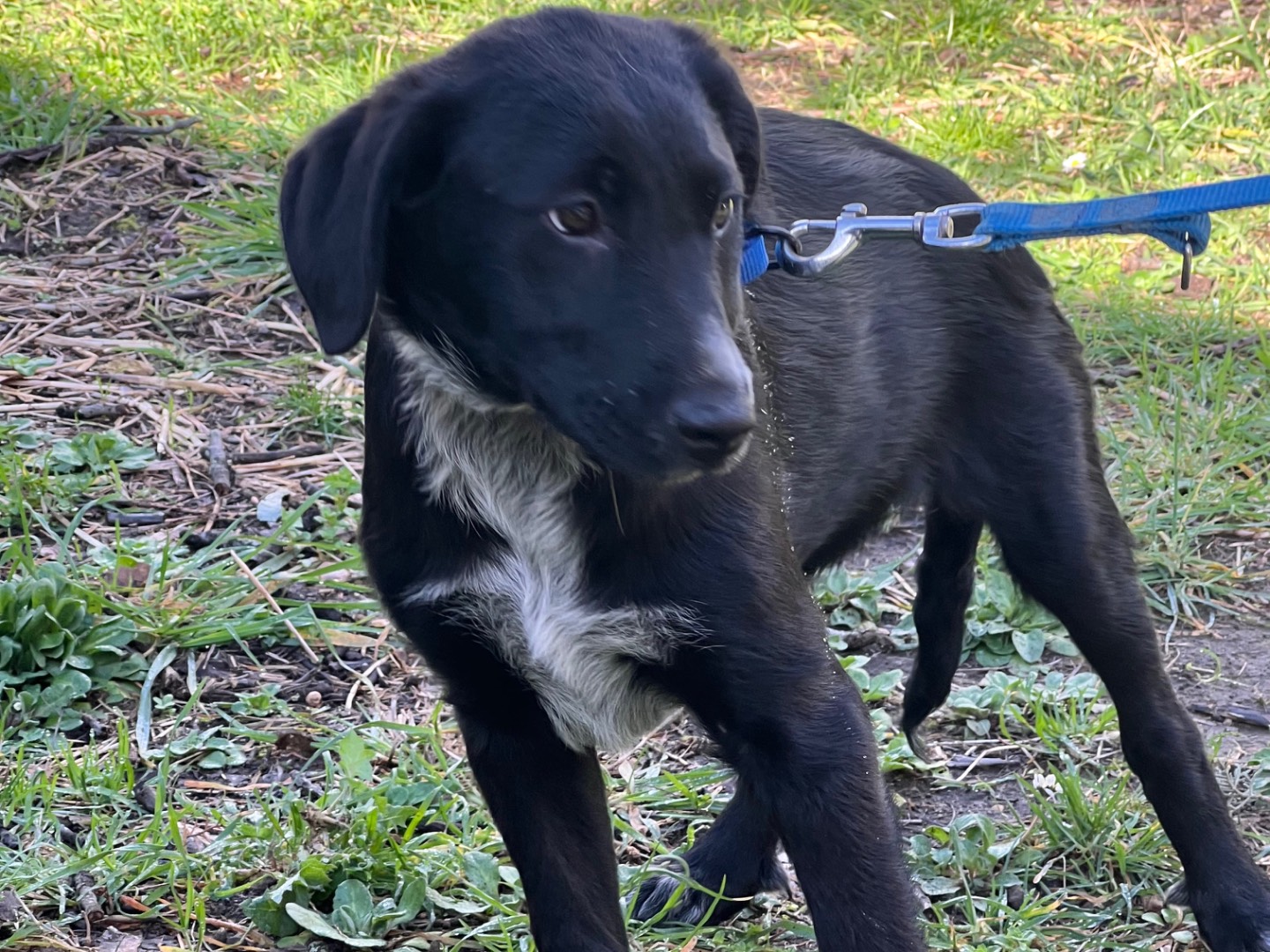 Vuoi adottare un cane a Roma?