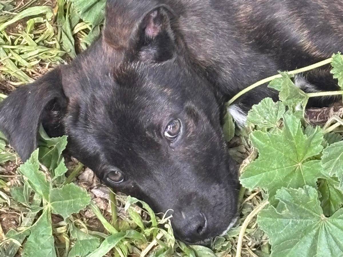 Adozione cane, maschio, Razza sconosciuta Razza sconosciuta, 5 mesi, taglia media contenuta, Ragusa